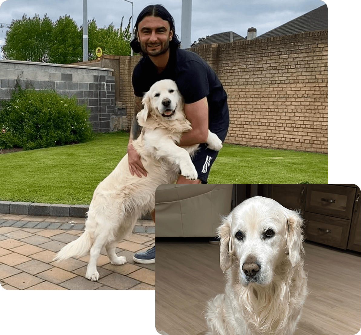 Golden Retriever Alfie — Wag & Whisker'ın kuruluş ilham kaynağı ve eklem takviyesinin başlangıç hikayesi
